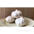 Nouvel ail frais Jin xiang Garlic 3.0cm-6.0cm
